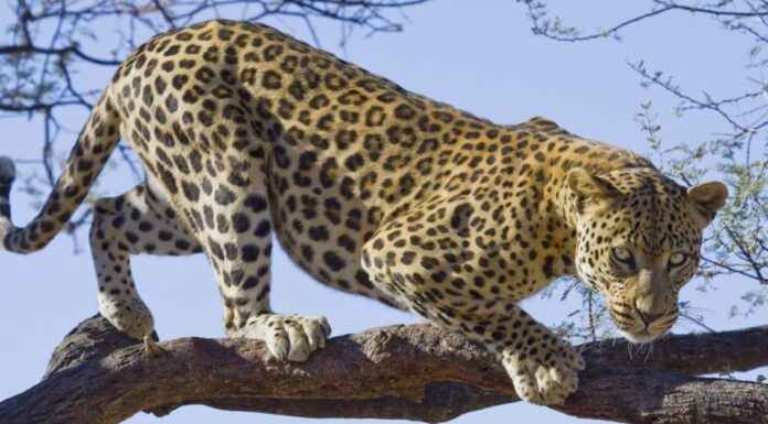 Leopardo vs Gorilla: chi vincerebbe in un combattimento?
