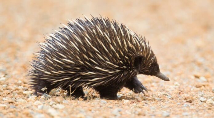 echidna vs hedgehog