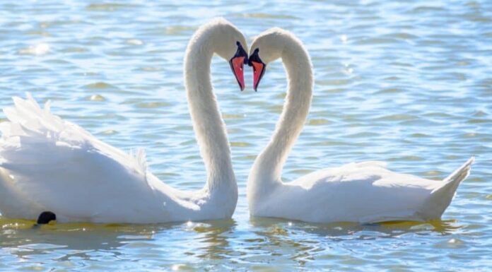 Swan vs Duck: 5 differenze chiave
