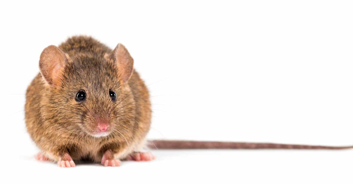 Talpa contro topo: 5 differenze chiave