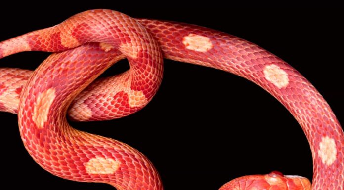A The 7 Best Snake Guard Chaps You Can Buy Today
