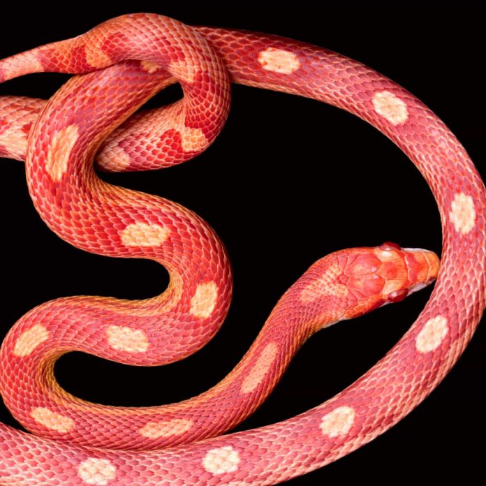 A The 7 Best Snake Guard Chaps You Can Buy Today