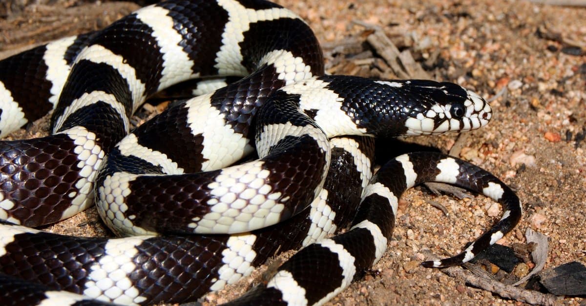 Serpente nero con strisce bianche: cosa potrebbe essere?