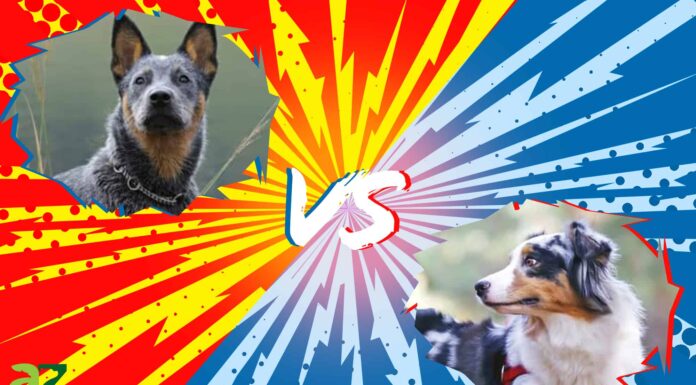 Blue Heeler vs pastore australiano: 8 differenze chiave
