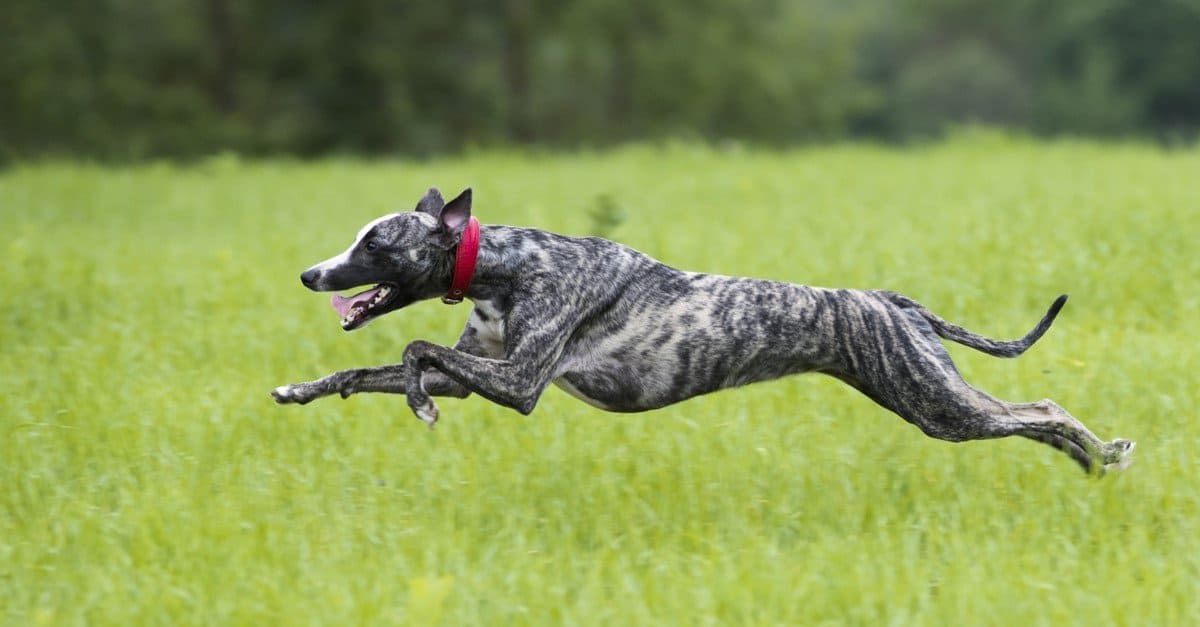 greyhound vs great dane