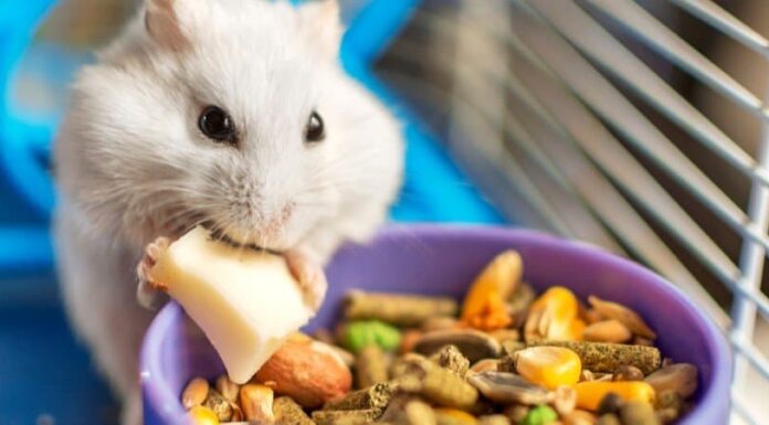 Ratto contro criceto: quali sono le differenze?
