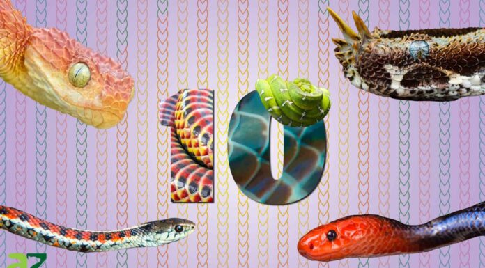 I 10 serpenti più belli del mondo
