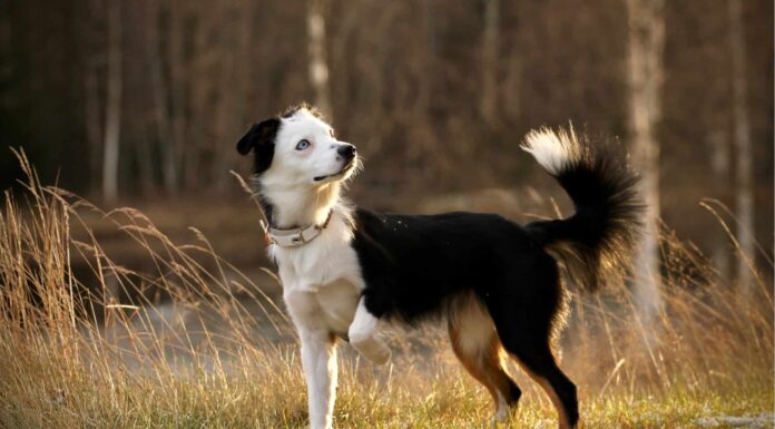 Blue merle Australian Shepherd dog with a red harness staying in the forest