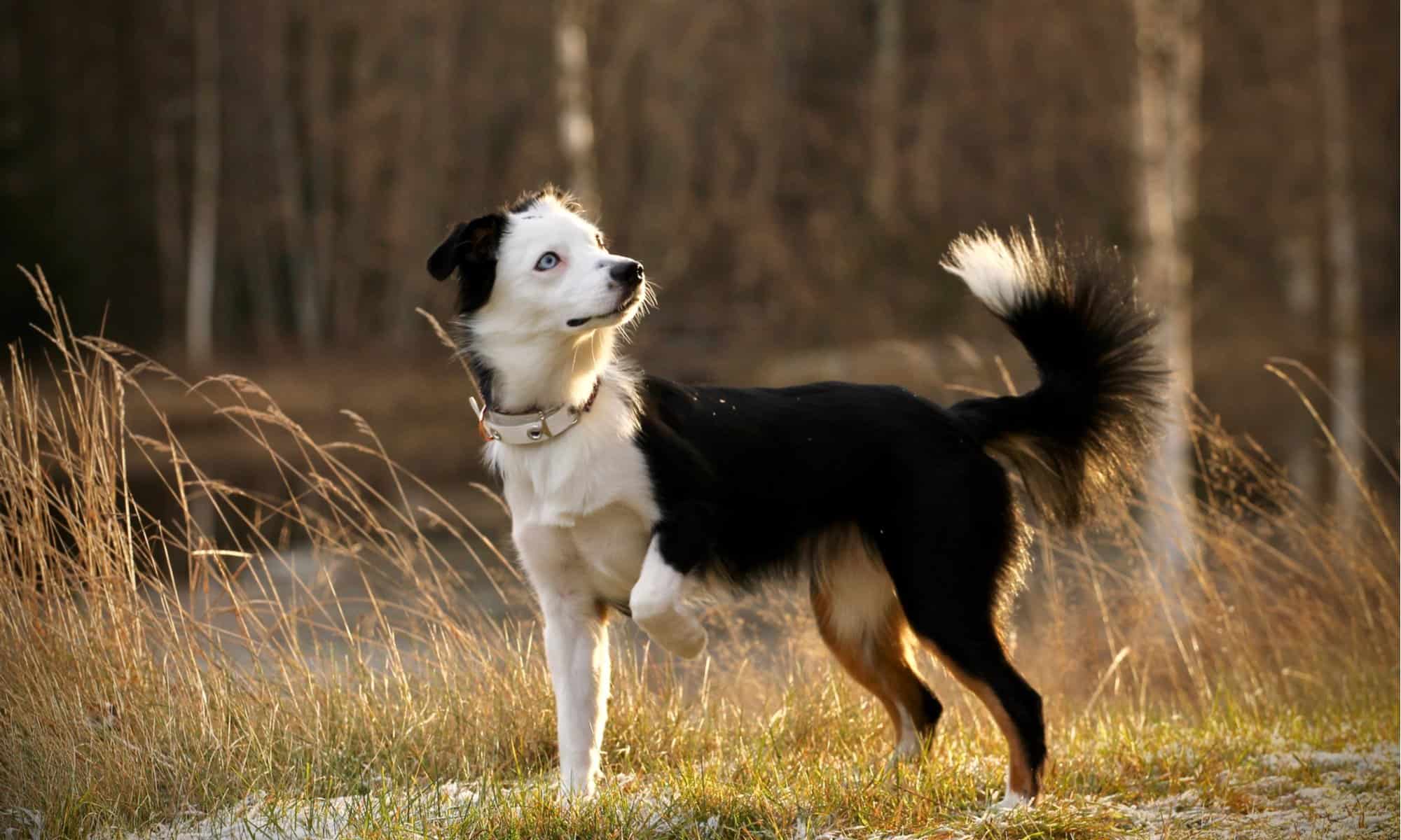 Blue merle Australian Shepherd dog with a red harness staying in the forest