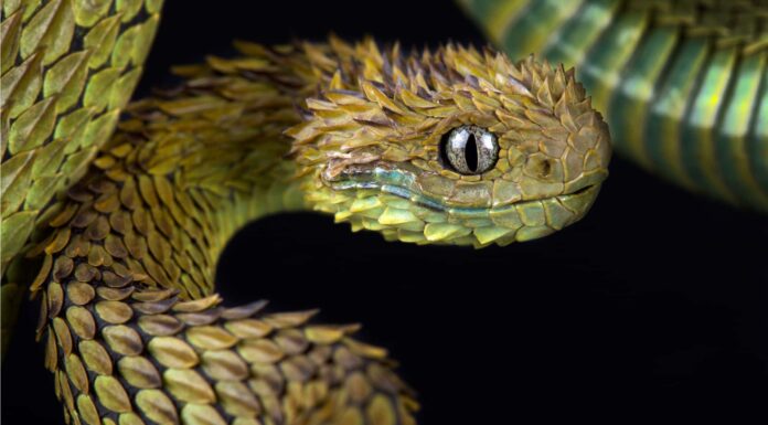 A The 7 Best Snake Guard Chaps You Can Buy Today