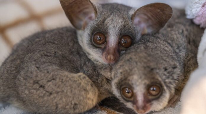 The Senegal bush baby, Galago senegalensis, isolated on white background