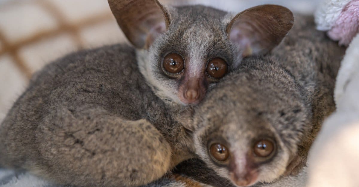 The Senegal bush baby, Galago senegalensis, isolated on white background