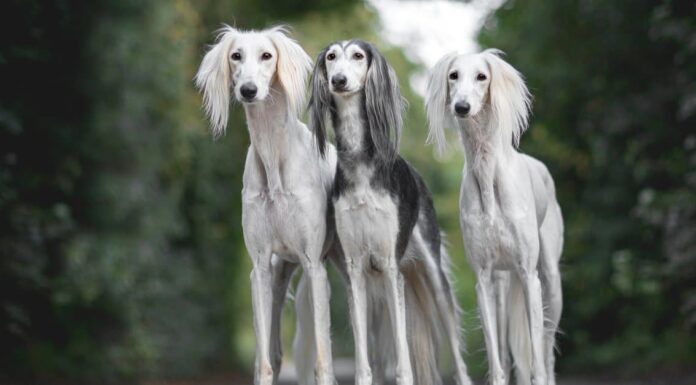 Saluki vs Greyhound: quali sono le 8 differenze chiave?

