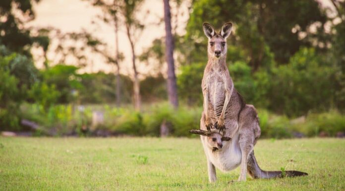 Cosa mangiano i canguri?
