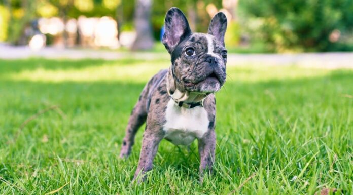 Bulldog francese VS Bulldog inglese: 8 differenze chiave
