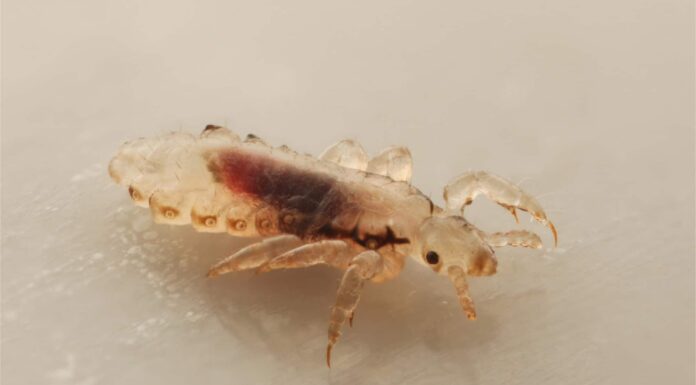  Cosa mangiano i pidocchi?  Spiegazione della loro dieta
