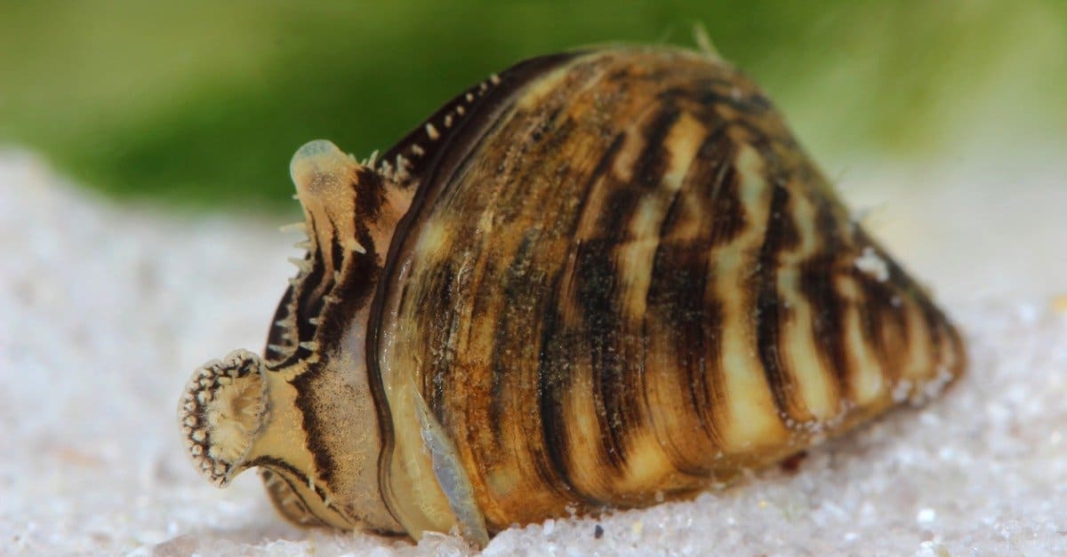 Cosa mangiano le cozze?  9 alimenti che consumano