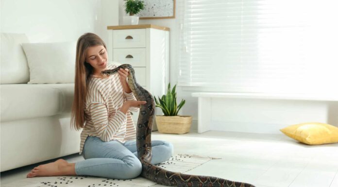 Nomi di serpente: 77 nomi incredibili per il tuo serpente domestico
