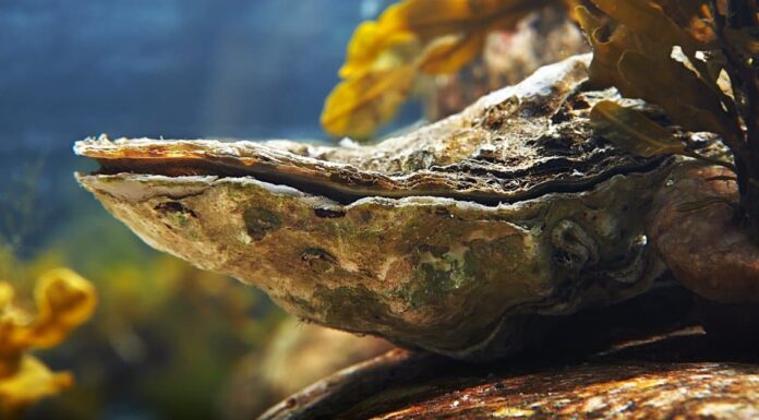 Ostrica Vs cozza: quali sono le differenze?
