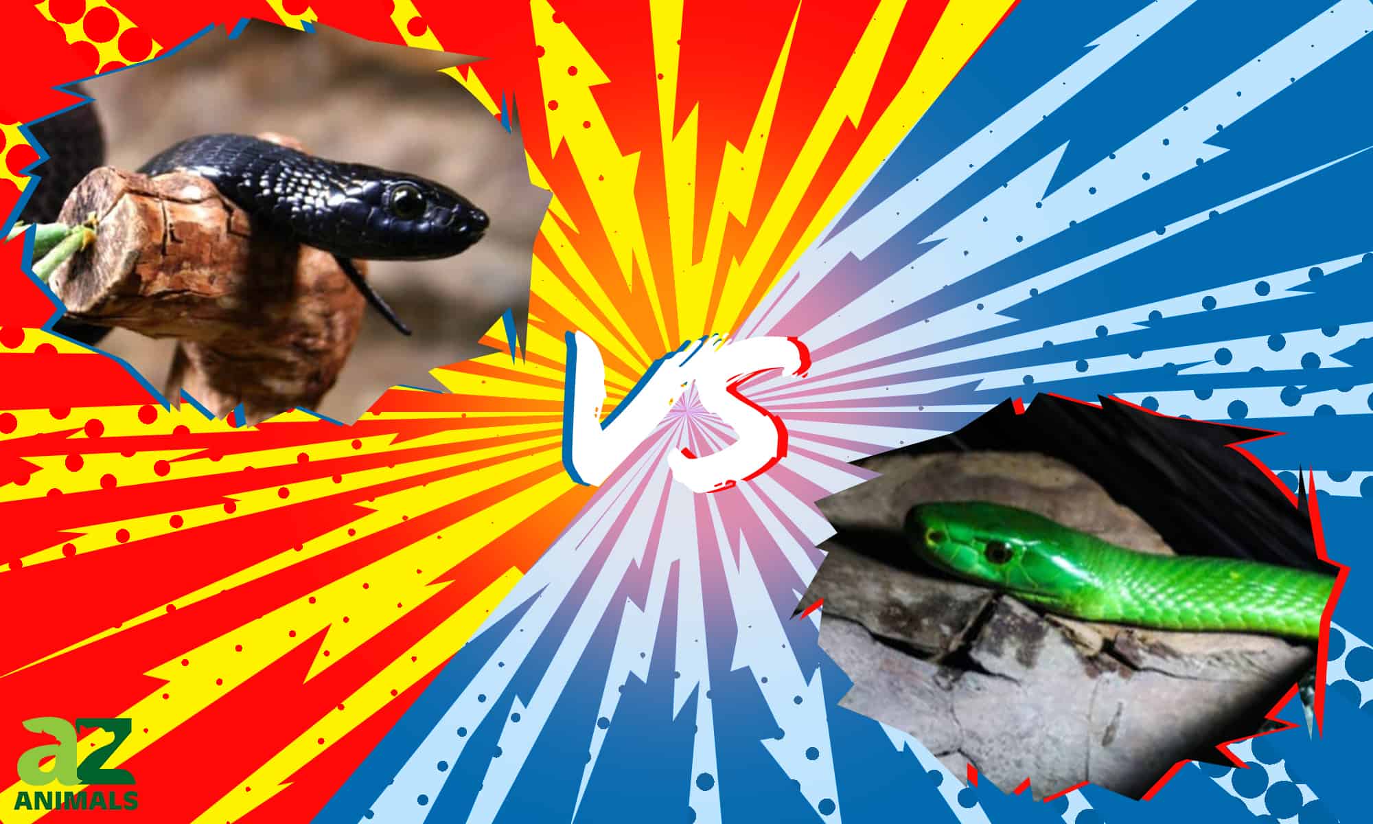 Black Mamba vs Green Mamba: 5 differenze chiave