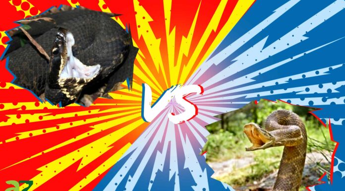 Cottonmouth vs Rattlesnake: 5 differenze chiave
