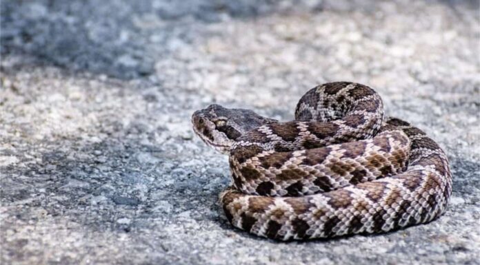 I serpenti a sonagli hanno i sonagli?
