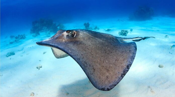 Skate Fish Vs Stingray: spiegate 4 differenze chiave
