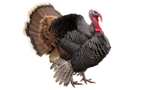 Come e dove dormono i tacchini?
