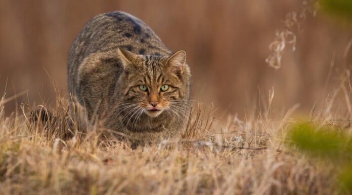 Gatto contro procione: chi vincerebbe in un combattimento?
