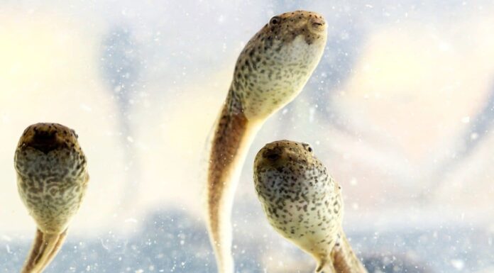 Cosa mangiano i girini?
