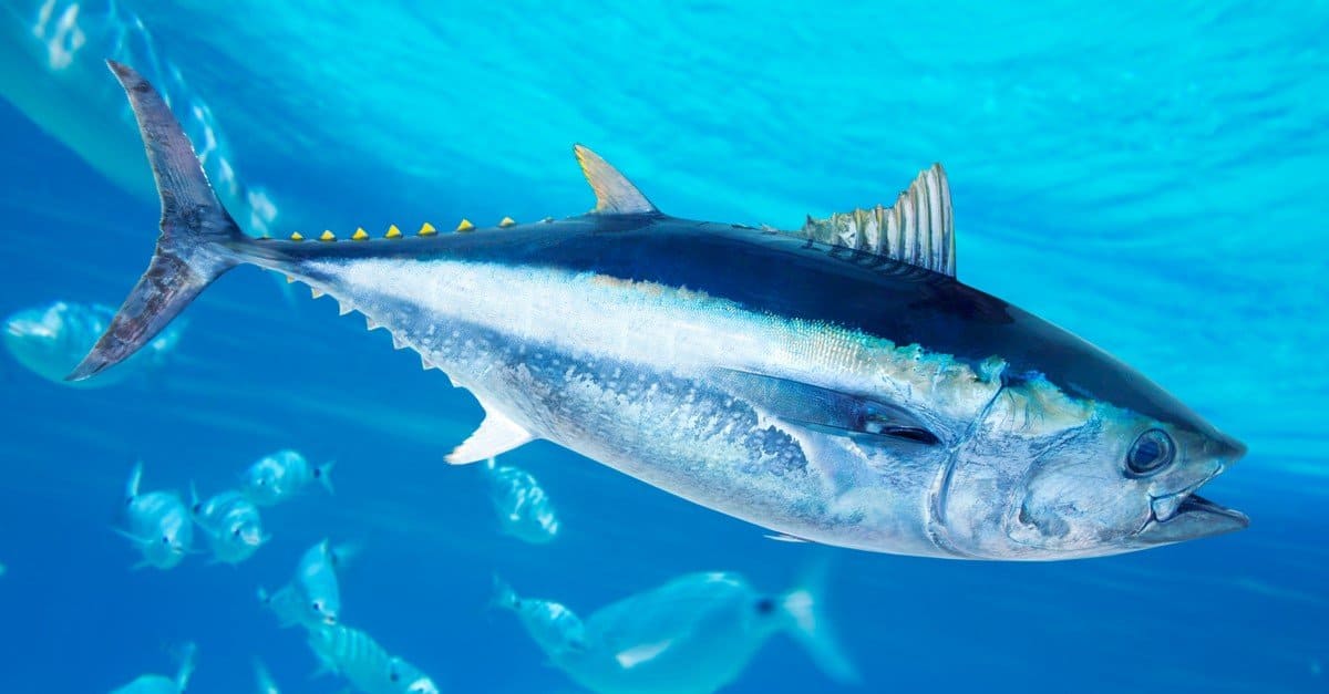 Cosa mangiano i tonni?  Spiegazione della loro dieta