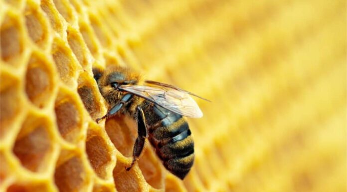 Drone vs ape operaia: quali sono le differenze?
