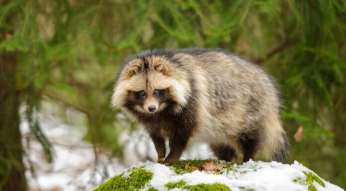 Raccoon Dog Vs Raccoon: quali sono le differenze?

