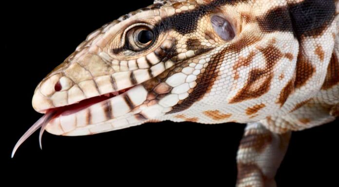 Best lizards - Black and White Tegus