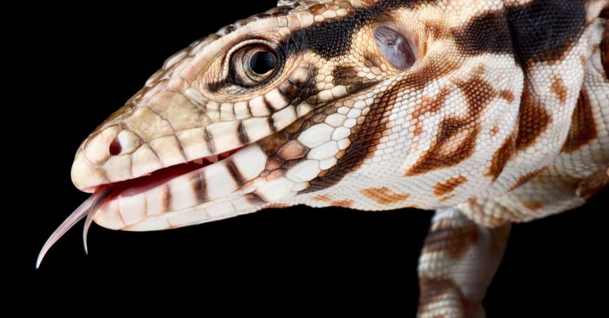 Best lizards - Black and White Tegus