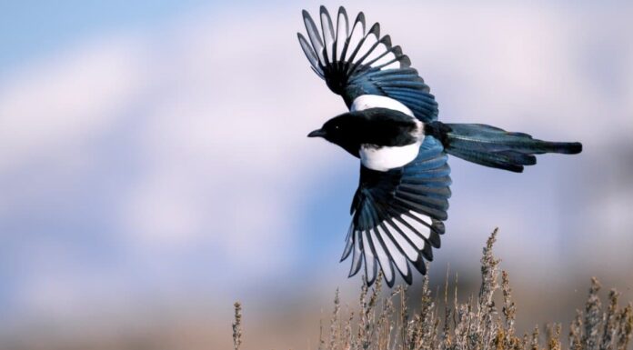  Cosa mangiano le gazze?  25 alimenti che consumano
