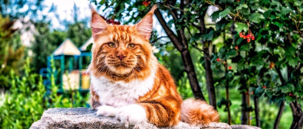 Quanto diventano grandi i gatti Maine Coon?