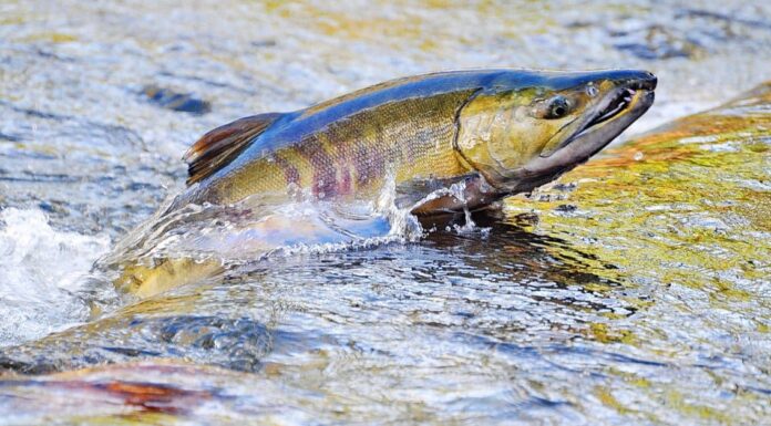Salmone Rosso Vs Salmone Rosa: Quali Sono Le Differenze?
