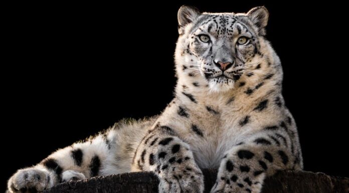 Leopardo nebuloso vs Leopardo delle nevi: spiegate 3 differenze principali
