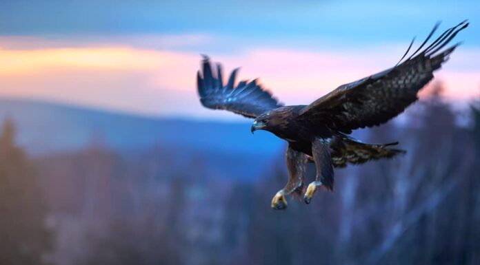 A The Best Nest Boxes Birds Will Actually Use for 2022