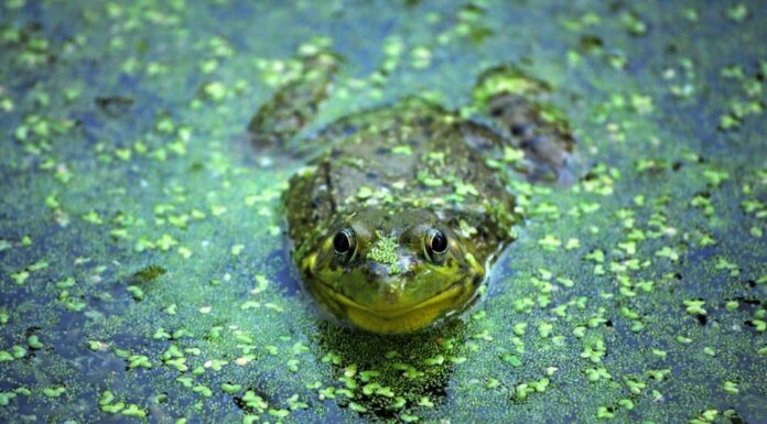 Le rane possono respirare sott'acqua?
