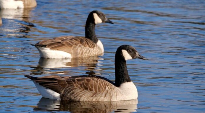 Come e dove dormono le oche?
