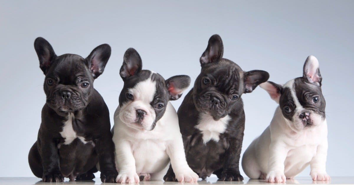 Frenchton Vs Bulldog francese: quali sono le 8 differenze chiave?