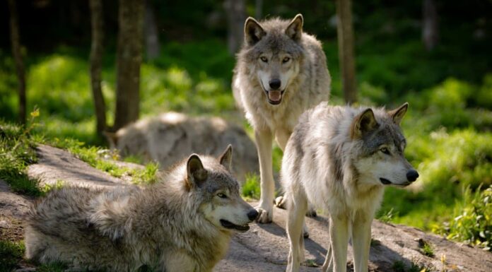 Mastino tibetano contro lupo: chi vincerebbe?
