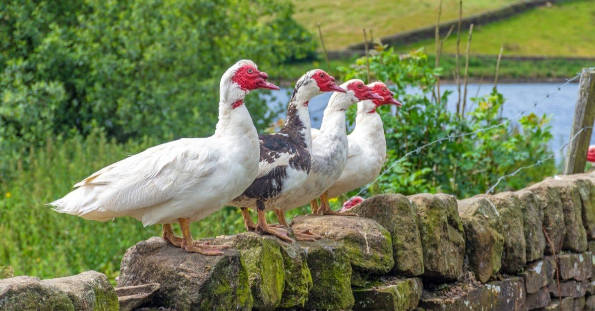 What Do Muscovy Ducks Eat