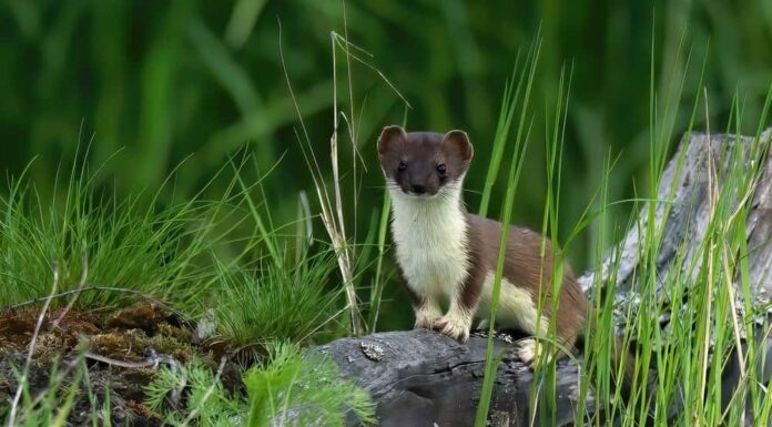 Tracce di donnola: guida all'identificazione per neve, fango e altro
