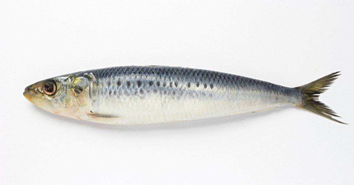 Cosa mangiano le sardine?  11 alimenti nella loro dieta