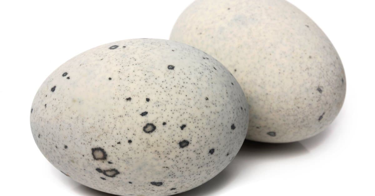 Uova di anatra vs uova di gallina: spiegate 5 differenze chiave