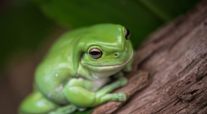 Le rane sono velenose per cani o gatti?
