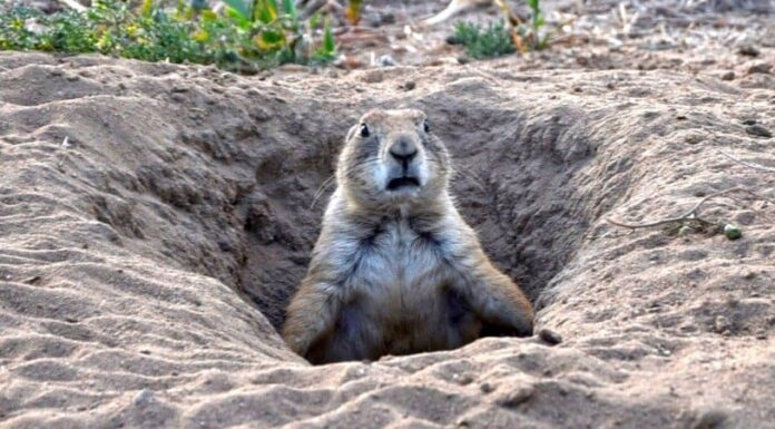 Il cane della prateria contro la marmotta
